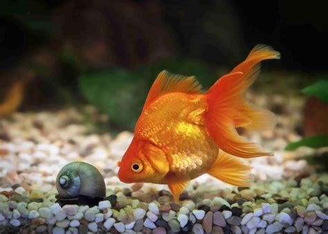 Different species of fish have different abilities to survive without food. For example, some species of fish such as goldfish and koi can survive for up to several months without food. Guppies and tetras in the absence of mature ecological system that is lacking in algae, biofilms and aquarium critters like copepods (think a brand new aquarium ...